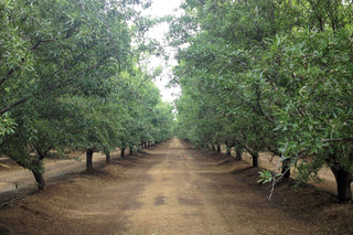 Mandeļu koka skaidas dūmakains olīvu koks, 500 ml