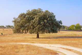 Holmo ozola čipsi Smokey olīvu koks, 500 ml