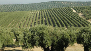 Olīvu čipsi kūpināts olīvu koks, 500 ml