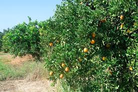 Apelsīnu čipsi Smokey olīvu koks, 500 ml